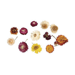Fleurs séchées éternelles - Rayher
