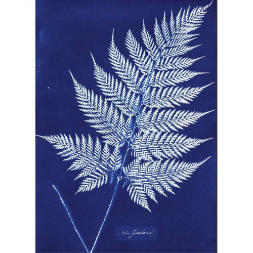 Cyanotype Kit d'impression solaire