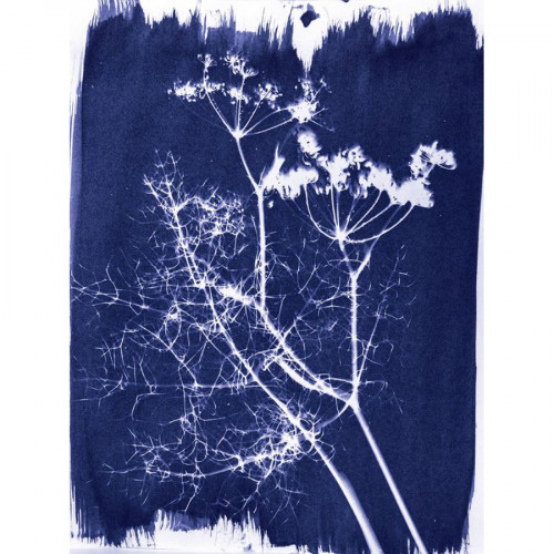 Cyanotype Kit d'impression solaire