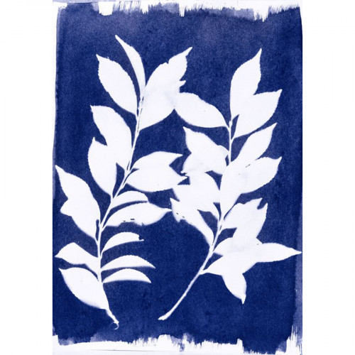 Cyanotype Kit d'impression solaire