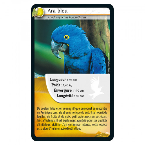 Atelier de moulage Mes espèces protégées Ara bleu