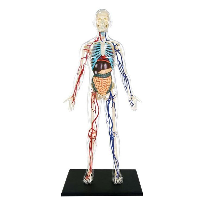 Coffret anatomie Le corps humain