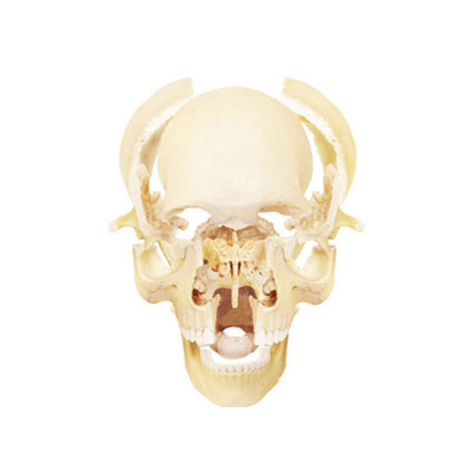 Coffret anatomie Crâne humain