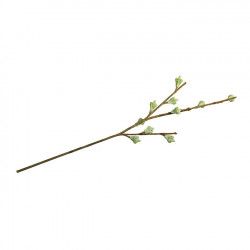 Branche de fruits d'eucalyptus