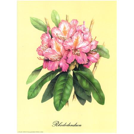 Image - Rhododendron - 24 x 30 cm