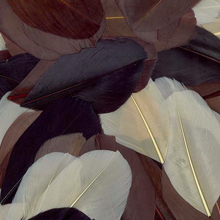 Plumes coupées Camaïeu marron - 6 cm - 10 g
