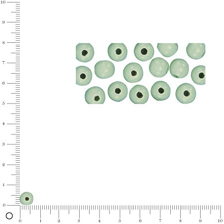 Perles en bois - Polies - Vert clair - 6 mm - 115 pcs