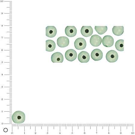 Perles en bois - Polies - Vert clair - 12 mm - 32 pcs