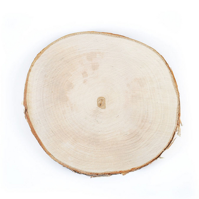 Tranche de bouleau Disque de 18 à 22 cm