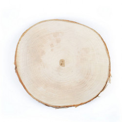 Tranche de bouleau Disque de 18 à 22 cm