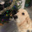 Boule de Noël Labrador à personnaliser